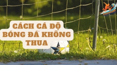 Cá độ bóng đá là gì? Cách cá độ bóng đá không thua từ cao thủ